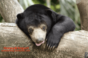 マレーグマ ウメキチ