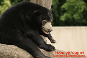 マレーグマ ウメキチ