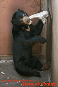 上野動物園　マレーグマ　フジ