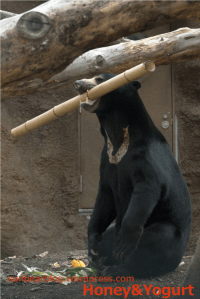円山動物園　マレーグマ　ウメキチ