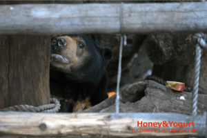 上野動物園　マレーグマ　アズマ