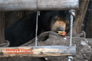 上野動物園　マレーグマ　アズマ