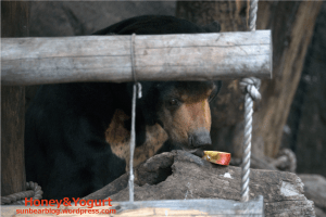 上野動物園　マレーグマ　アズマ