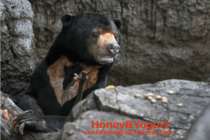 上野動物園　マレーグマ　アズマ