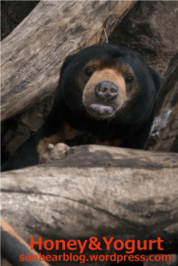 上野動物園　マレーグマ　アズマ