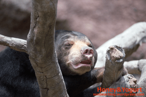 平川動物公園 マレーグマ ハニイ