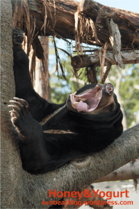 円山動物園　マレーグマ　ウメキチ