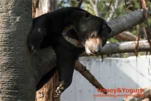 円山動物園　マレーグマ　ウメキチ