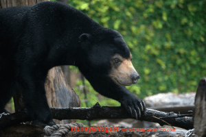 上野動物園　マレーグマ　フジ