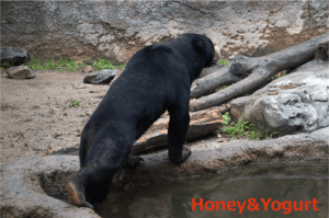 平川動物公園 マレーグマ ハニイ