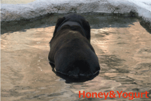 平川動物公園 マレーグマ ウラン