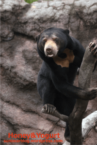 平川動物公園 マレーグマ ハニイ