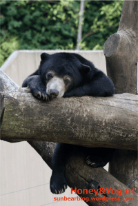 マレーグマ　ウメキチ