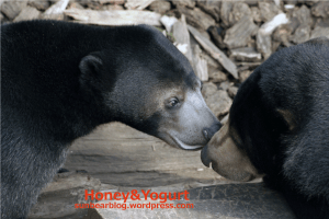 マレーグマ　ウメキチ