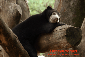 マレーグマ　ウメキチ