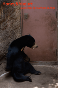 上野動物園 マレーグマ フジ