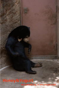 上野動物園 マレーグマ フジ