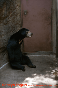 上野動物園 マレーグマ フジ