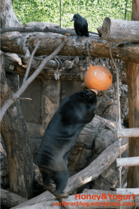 上野動物園 マレーグマ キョウコ