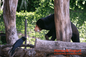 上野動物園 マレーグマ キョウコ
