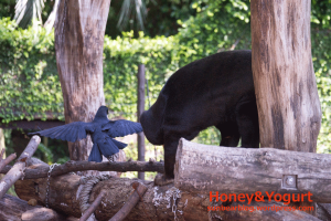 上野動物園 マレーグマ キョウコ