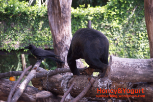 上野動物園 マレーグマ キョウコ