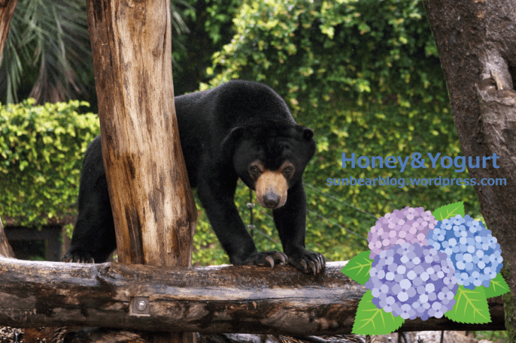 上野動物園　マレーグマ　フジ