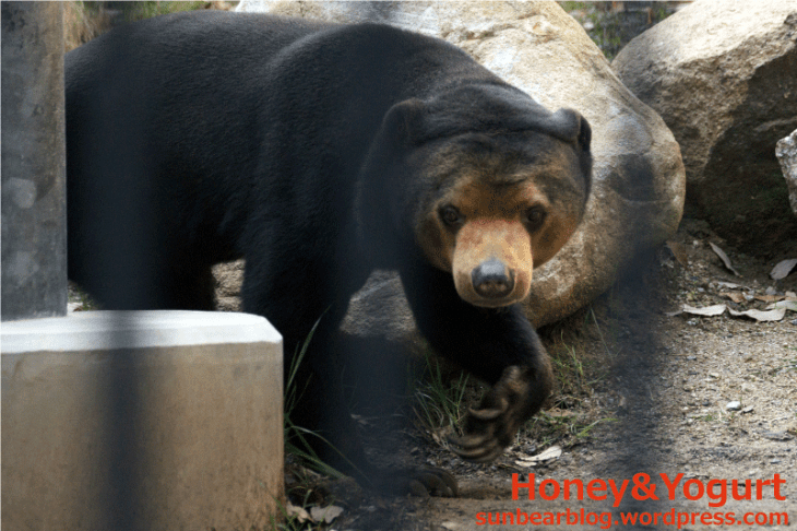 福岡市動物園　マレーグマ　マチ