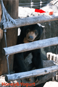 上野動物園 マレーグマ アズマ