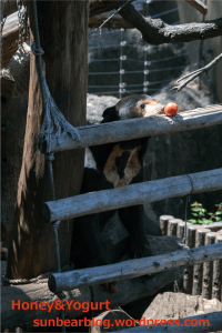 上野動物園 マレーグマ アズマ