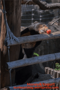 上野動物園 マレーグマ アズマ