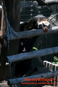 上野動物園 マレーグマ アズマ