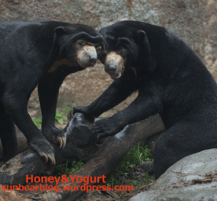 平川動物公園　マレーグマ　アトム　ウラン