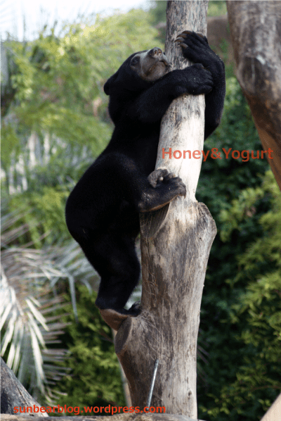 マレーグマ　ウメキチ