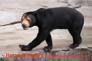 天王寺動物園　マレーグマ　マーサ