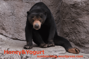 天王寺動物園　マレーグマ　マーズ