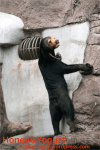 天王寺動物園　マレーグマ　マーサ