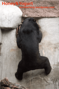 天王寺動物園　マレーグマ　　マーサ