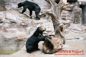 天王寺動物園　マレーグマ　マーズ　マーサ