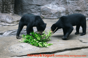 天王寺動物園 マレーグマ マーズ マーサ
