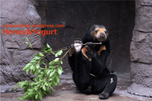 天王寺動物園 マレーグマ マーサ