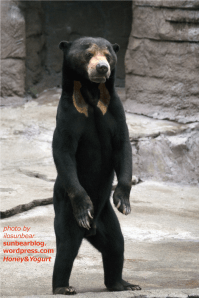 天王寺動物園 マレーグマ マーズ
