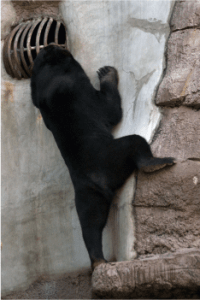 天王寺動物園 マレーグマ マーサ