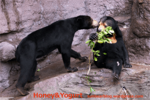 天王寺動物園 マレーグマ マーズ マーサ