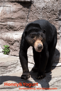 天王寺動物園　マレーグマ　マーズ