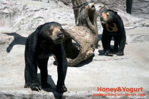 天王寺動物園　マレーグマ　マーズ　マーサ