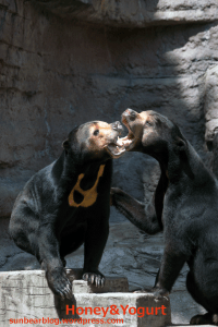 天王寺動物園　マレーグマ　マーズ　マーサ