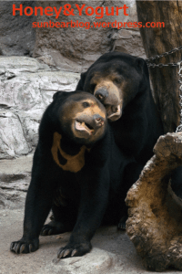 天王寺動物園　マレーグマ　マーズ　マーサ