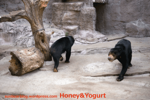 天王寺動物園　マレーグマ　マーズ　マーサ