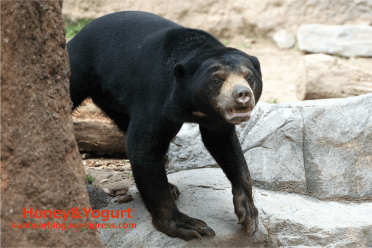 平川動物公園　マレーグマ　ハニイ